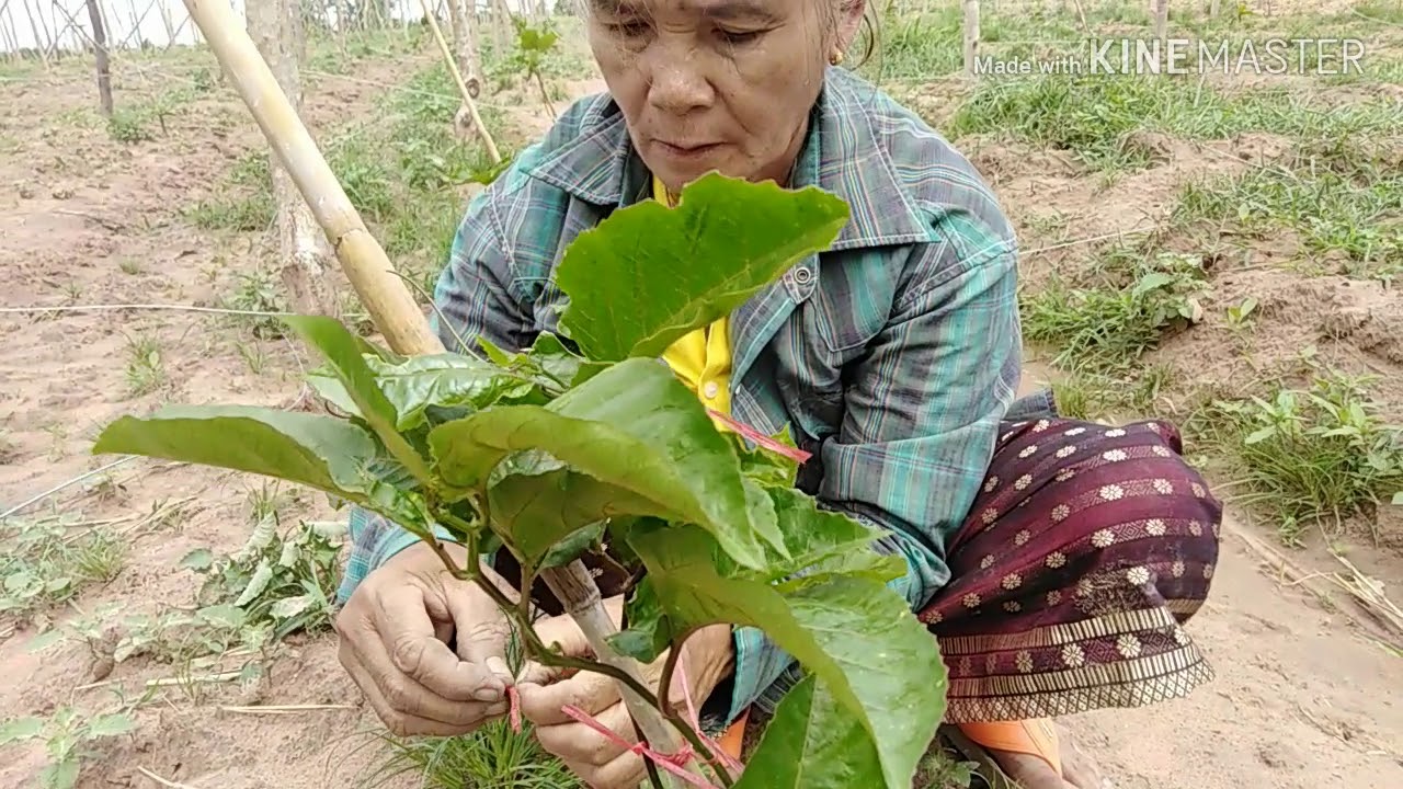 วีธีตัดแต่งต้นเสาวรสให้ต้นสูงขึ้นค้างเร็ว