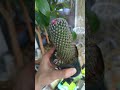 Цветение маммилярии #cactus #plants #succulents