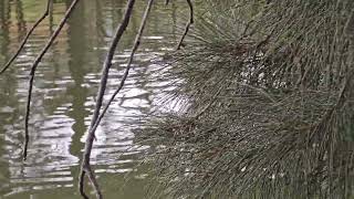 The Eurasian coot bird Ambarvale Australia.