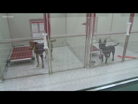 idaho humane society dogs