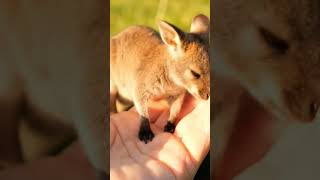Tiny Baby Kangaroo on My Hand Eat and Sleep #trending #tonguetie #tinyhumans #sleepingbaby #shorts