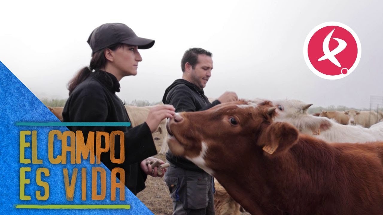 Así se gana María la confianza de sus nuevas novillas | El campo es vida