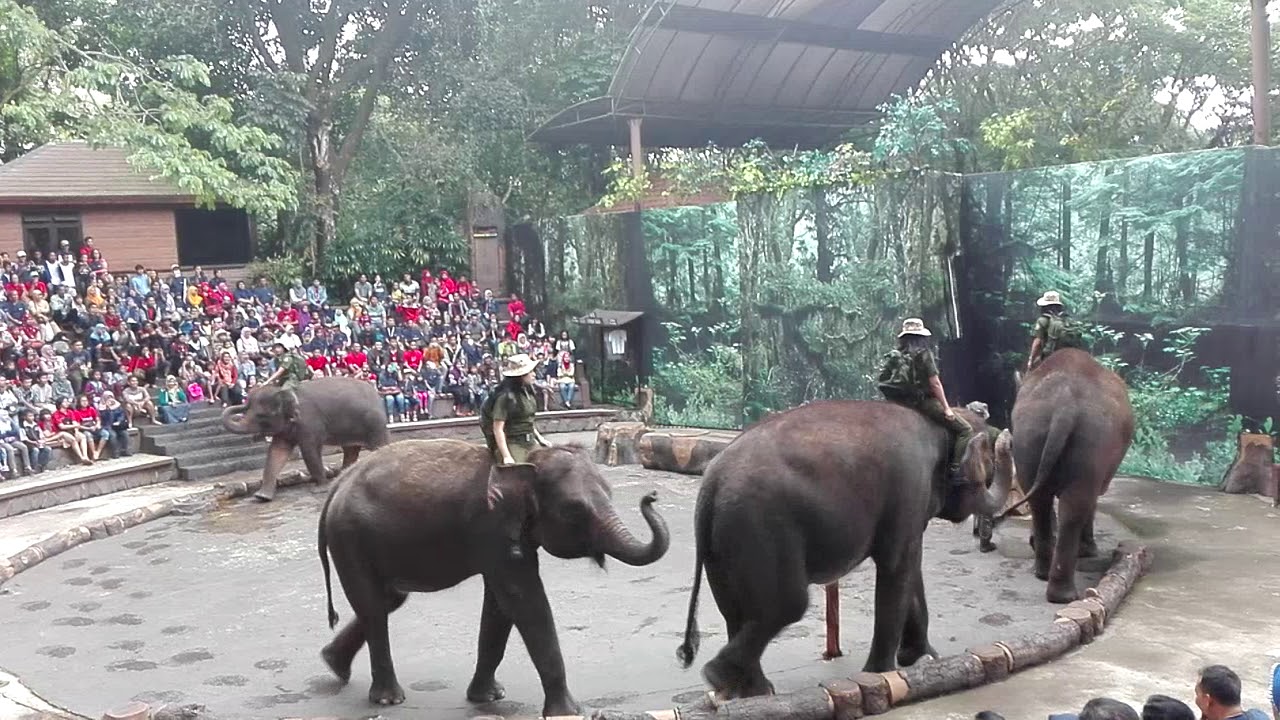 foto taman safari pandaan