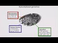 Cat scat fever: Biology of the prevalent human parasite _Toxoplasma gondii_ .