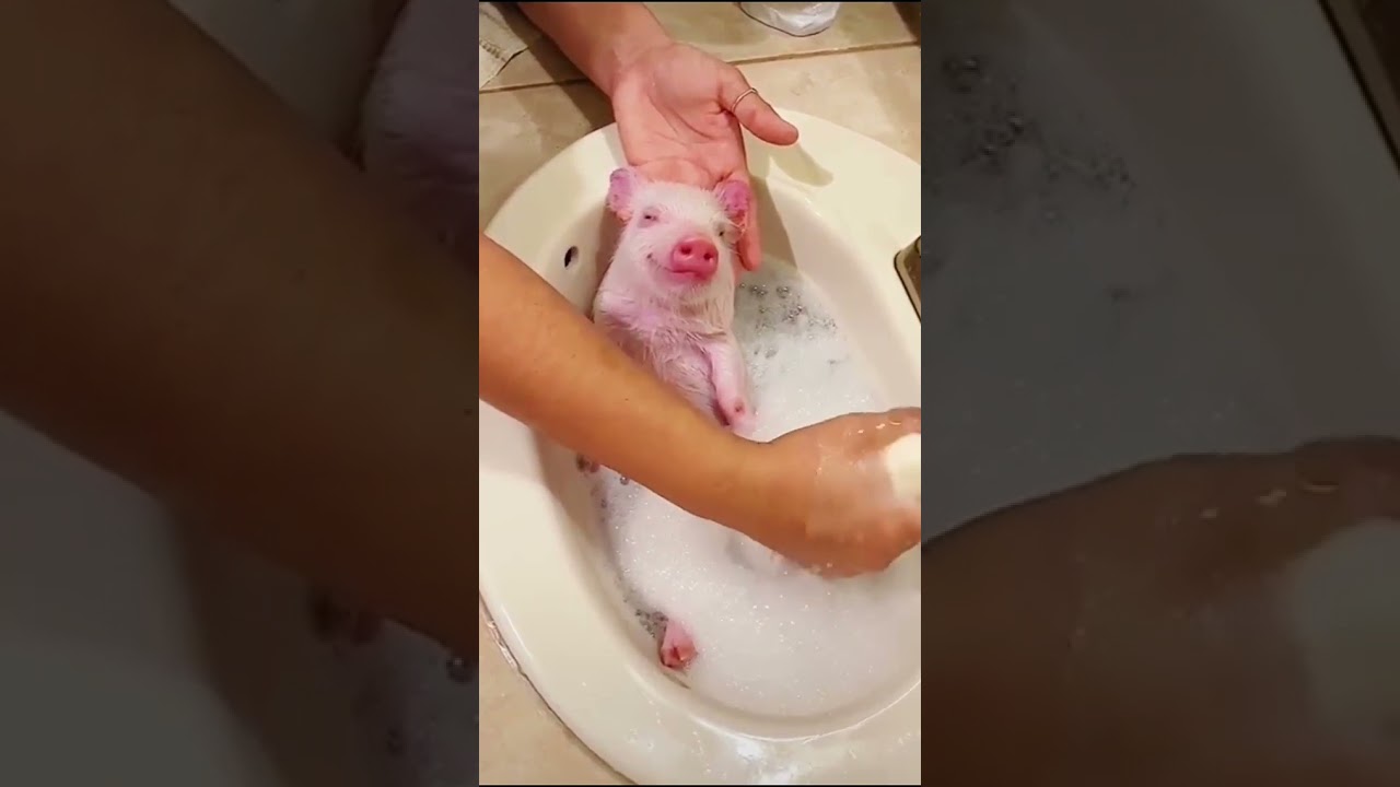pig enjoying bath 🤣🤣🚿🚿