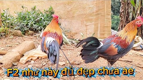 Gà rừng F2 hàng VIP chuẩn bị vào mùa 2026 , qaib qus txuam ob zoo nraug heev pib hawj lawm