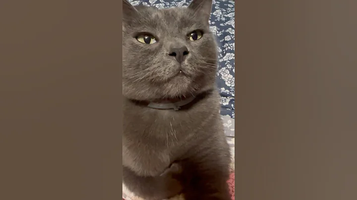 Video 6095461: russianbluecats catlover, russian blue cat playing, cats animals catlover