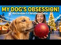 My Dog Insisted on Inspecting Every Single Christmas Decoration in Rotterdam!