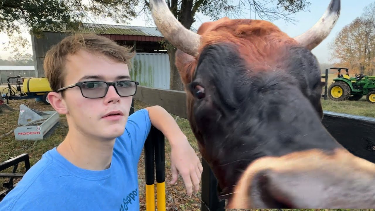 Another Farm Hand Chased by Raging Bull