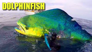 Fakta o Mahi Mahi: DOLPHINFISH 🐬 Fakta o zvířatech