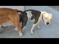 Pitbull dog first time mating video male and female