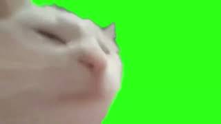 Free Vibing Cat Meme Green Screen Link In Description