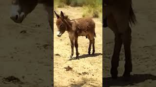 donkey good video watch#animal #donkey #viral