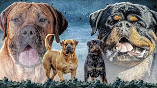 BOERBOEL VS ROTTWEILER, WHICH IS THE PERFECT WORKING DOG?