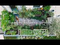 28 Essential Tips For Starting A Balcony Vegetable Garden Urban Gardening 28 Essential Tips For Starting A Balcony Vegetable Garden Urban Gardening