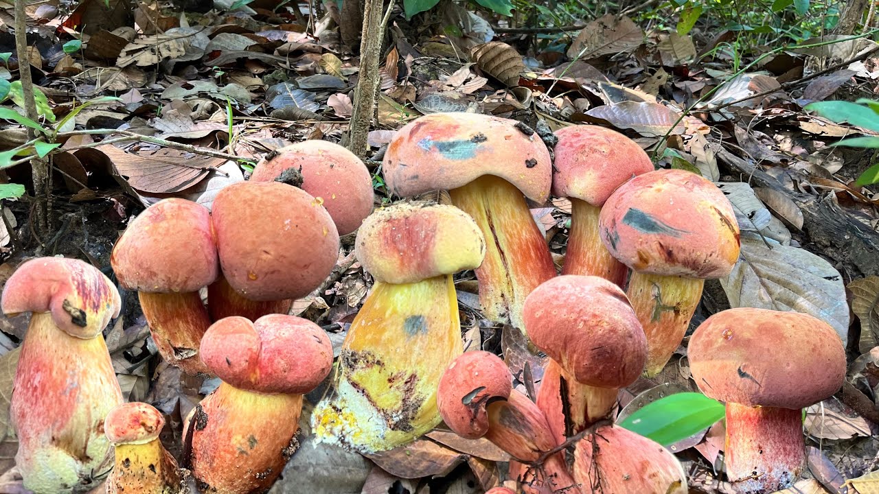 !!ทดลองป่าใหม่!!เจอเห็ดผึ้งแดงครามเริ่มออกใหม่ และเก็บผักจ้า10/มีนาคม/2569