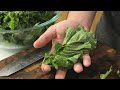 Tasty Kale Chips Made in The Dehydrator