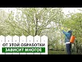 Обязательно сделайте это! Обработка сада весной.