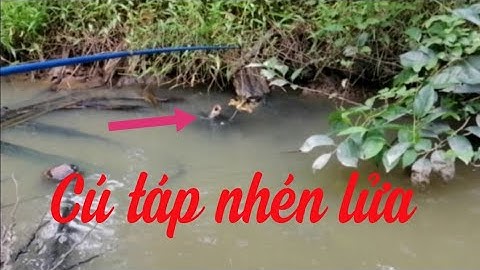 Câu cá lóc bằng vịt cú táp nhén lửa snakehead fishing