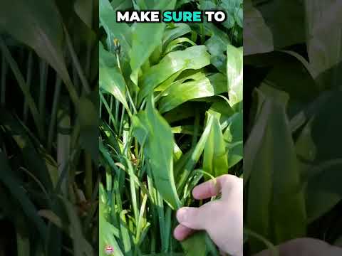 Vidéo: Wild Wood Garlic Care – Comment faire pousser des ramsons dans le jardin