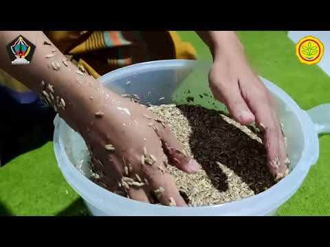 Uji Benih Padi dalam Upaya Penerapan Good Agricultural Practices (GAP)