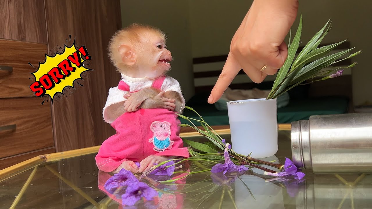 Baby monkey Bobby cries in fear after breaking the flowers, but his mom doesn’t scold him
