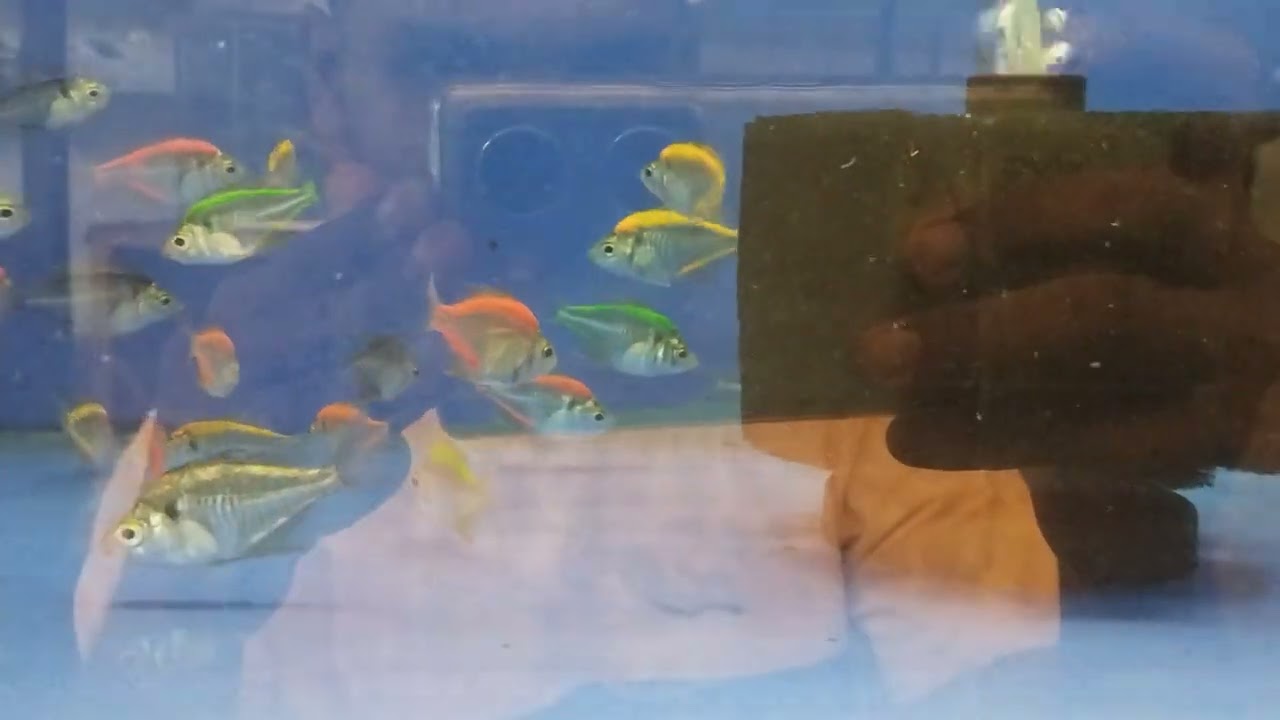 Shop SN AQUARIUM kumbala .. widow glass tetra 