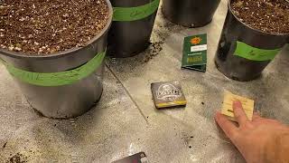 Fall Cannabis Grow: Cherry 18, 24kGold, Runtz Muffin, Lemon Kush Headband, Amherst Sour Diesel.