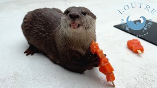 Clever Otters Ingeniously Eating Salmon Skewers.