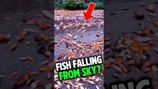 Fish falling from sky 🐟 #viral