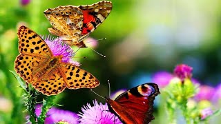 Beautiful butterfly whatsapp status/Whatsapp Status/Natural whatsapp status video. JK 