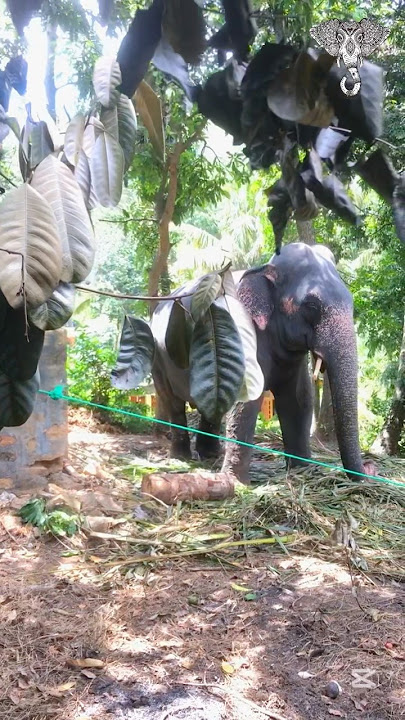 අනේ ඉතින් එයාට හිටගෙනම නින්ද ගිහින් 🥰🐘❤️ Esala #hasthi_official #elephant #srilanka #perahara #fyp