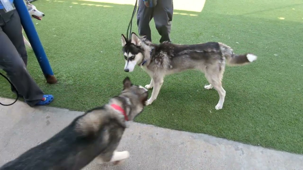 Bom Bom A1062933 at Dallas Animal Services.