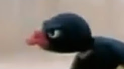 Download Pingu Voiceovers Youtube For Android Free Wallpaper Pingu Voiceovers Youtube For Free