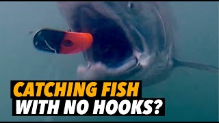 Who Needs Hooks to Catch Fish? (Underwater Video)