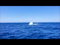 Swim with dolphins, whale watch, snorkeling at Big Island Hawaii - Dolphin Tour Feb. 2021