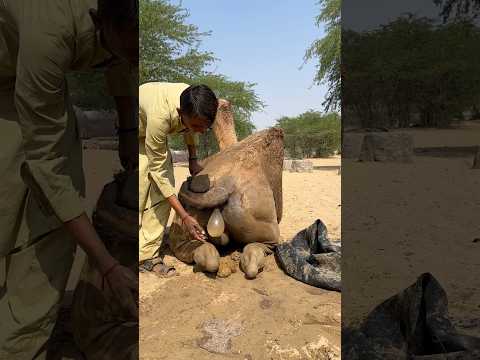 يملأ أحد الأطفال دلو ا بالماء ويضعه بين أرجل الجمل ليبرده في الحر الشديد