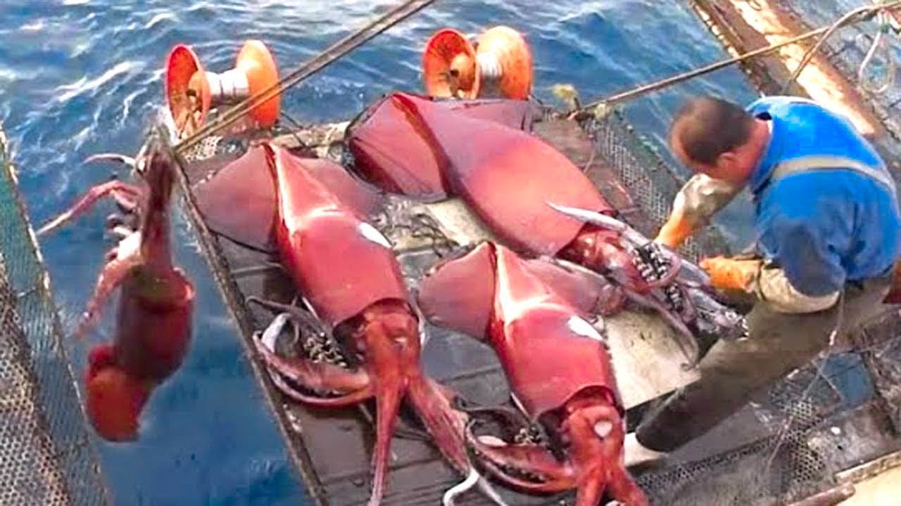 How to catch giant squid in the big sea, squid fishing boat and Squid  fishing skills 