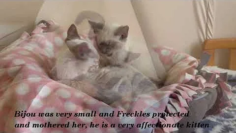 Video 11810031: siamese tabby kitten, tabby point siamese, lilac point siamese kitten, rescue