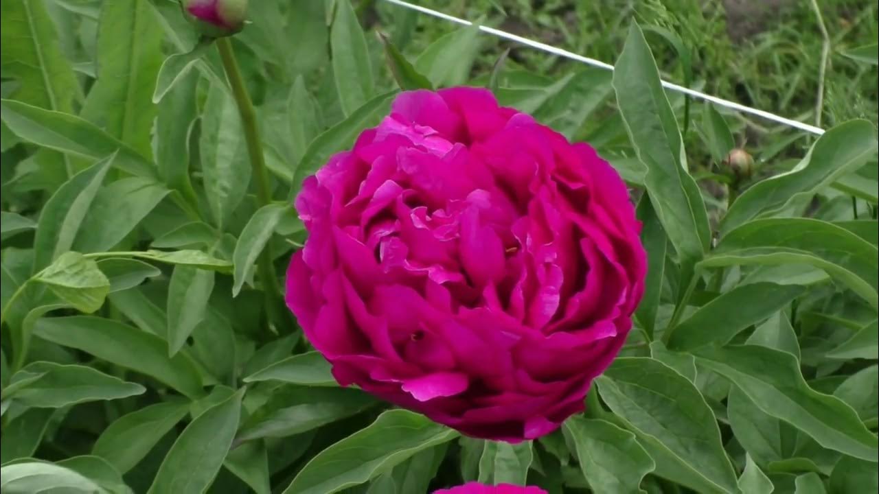 пион OFALEA, пион Офелия, фото пион Офелия, купить пион Офелия