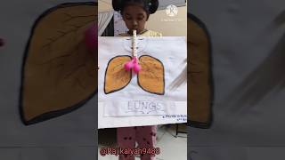 🫁 Lungs project made by Prema rithika Grade2 #science #projects#trending #scienceprojects #scientist