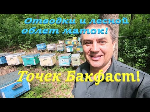 ✅ Лесная пасека рулит БАКФАСТ заселил, облет маток! #ПЧЕЛОВОДСТВО8