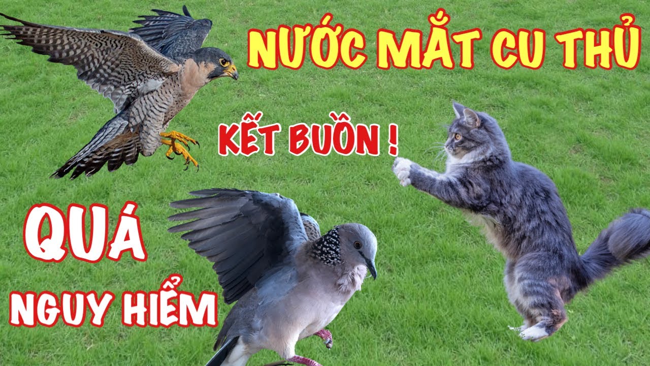 Rơi nước mắt khi bẫy cu gáy , tổng hợp những video nguy hiểm nhất