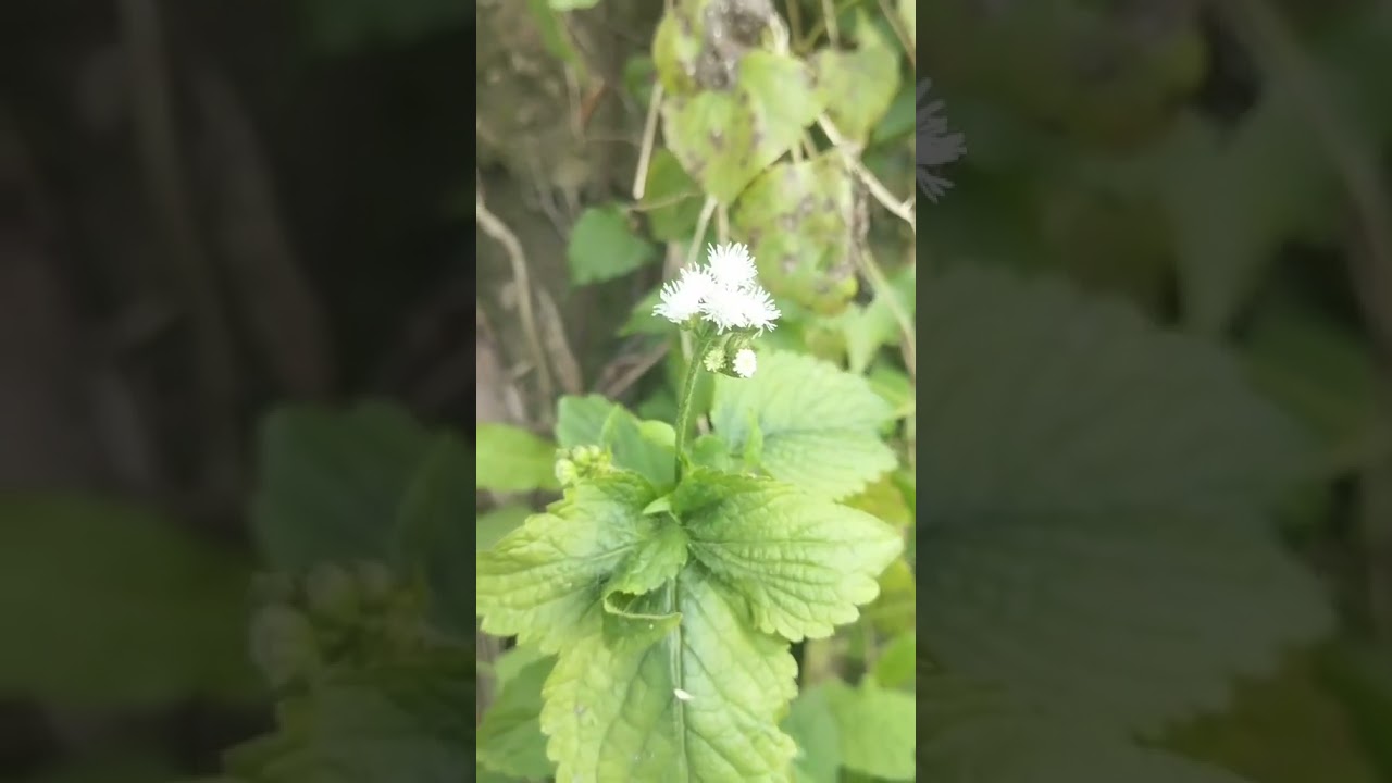 মেয়েদের নিয়ে না কোনো স্বপ্ন রচনা করা যায় না।