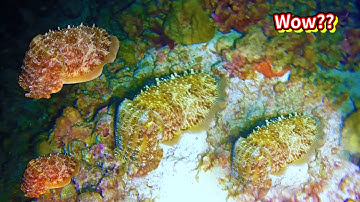 Bắt Mực Nang Khổng Lồ Và Tôm Hùm Ở Độ Sâu 15M | Cực Kì Hấp Dẫn