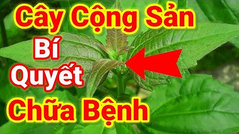 Cây Cộng s.ản chữa bệnh gì - Công dụng và cách dùng cây Cộng s.ản - những ai nên kiêng kỵ khi dùng.