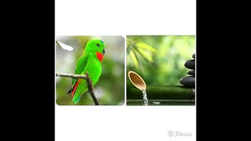 Masteran dan Pancingan suara burung Serindit dengan suara Air