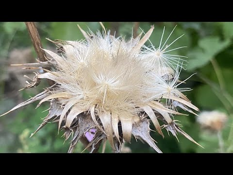 РАСТОРОПША ЛЕКАРСТВЕННАЯ.  СОБРАТЬ СЕМЕНА.