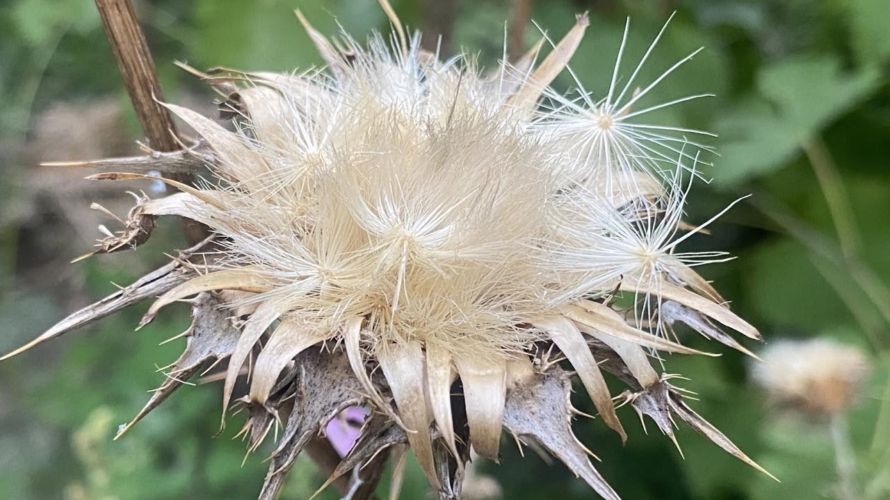 РАСТОРОПША ЛЕКАРСТВЕННАЯ. СОБРАТЬ СЕМЕНА.