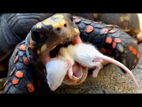 MY TORTOISE ATE A MOUSE !